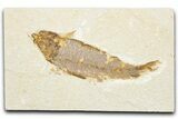 Detailed Fossil Fish (Knightia) - Wyoming #343659-1